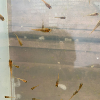 ブチメダカの稚魚 5匹300円