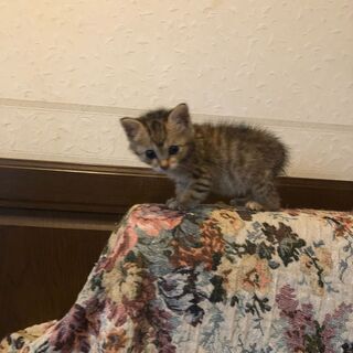 子猫2か月女の子、里親になって下さる方募集！