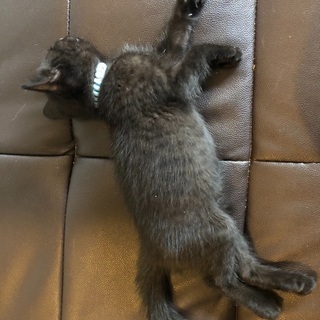 キジの黒猫ちゃんの里親募集