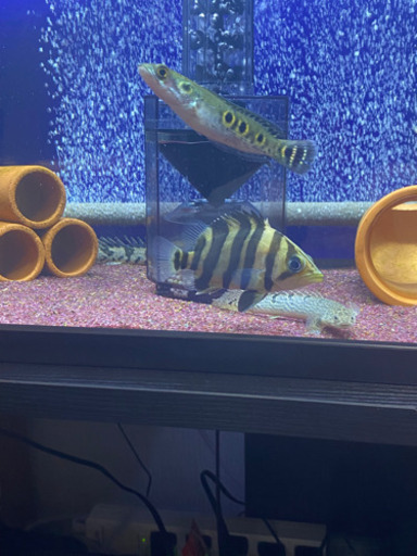 熱帯魚　ダトニオ　（ボルネオタイガー）