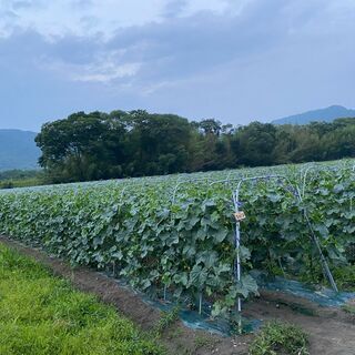 農作業スタッフ★野菜（きゅうり、ブロッコリー）などの収穫・仕分け作業の画像