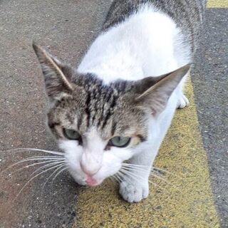 生後7か月～1年のキジ白猫