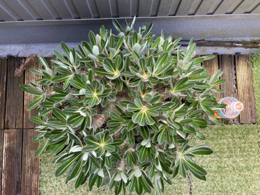 パキポディウム　特大