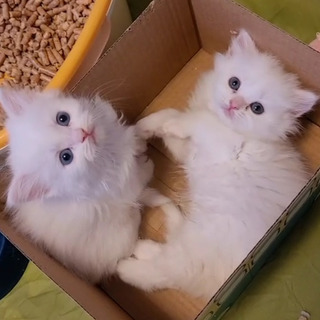 猫好きなかたと仲良くなりたいです