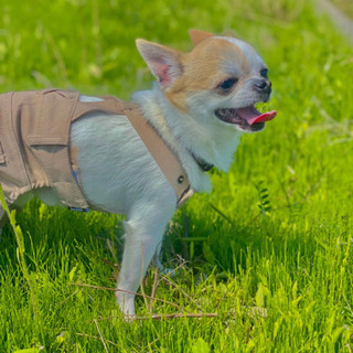 たくさんのメッセージありがとうございました！ - 犬