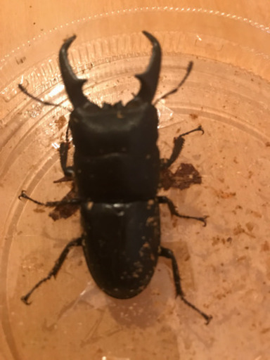 ヒラタクワガタ　ありがとうございました。取り引き完了いたしました