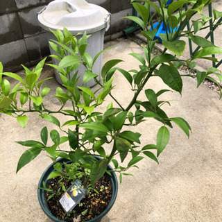 黄金柑　４年生苗木鉢植え