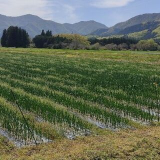 【急募！明日就業できる方】特別時給1000円+オーガニック玉ねぎお土産　有機農業　玉ねぎの出荷作業の画像