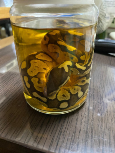 ボールパイソン　エタノール標本　蛇