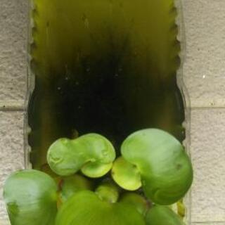 水草(ホテイアオイ)  めだかの卵付き