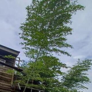 竹　
