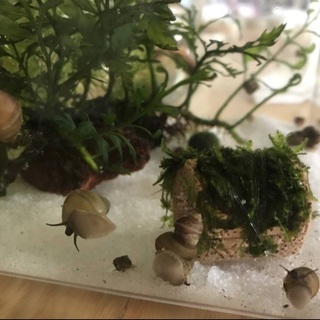 ヒメタニシ 5匹+1 赤ちゃん〜小サイズ マツモセット