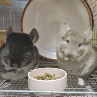 チンチラ　2匹　メス9ヵ月、オス10ヶ月