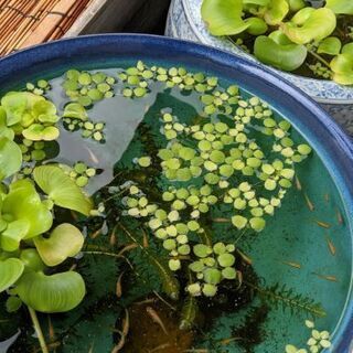 メダカ