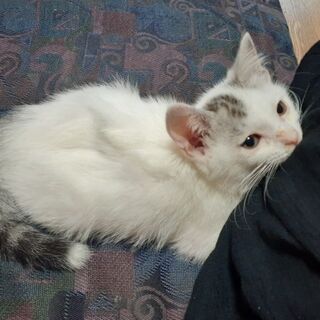 野良猫が子猫を産みました