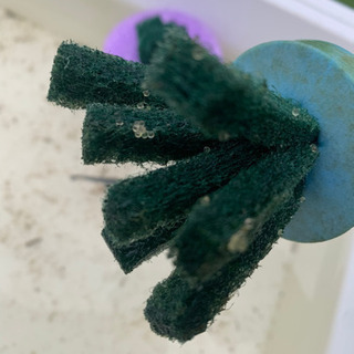 オロチラメメダカ　有精卵　25+α