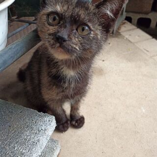 サビ子猫