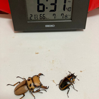 ☆受け渡し終了　メンガタメリークワガタ②  ペア新成虫