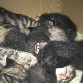 キジトラと黒猫のこねこたち