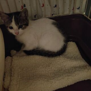 こちらで素晴らしい里親様と出会いました(*^^*)ありがとうござ...