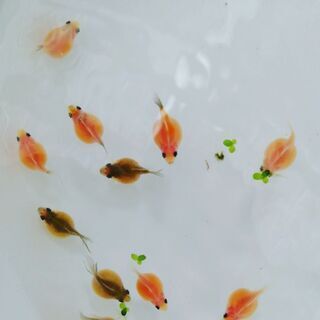 ぷち金魚市場　ちょうちんパール、出目金出来ました