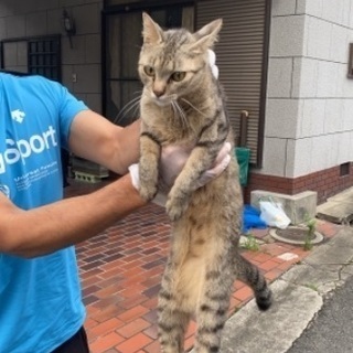 助けて下さい、若いお母さんです。(4匹は決まりました。ありがとう...