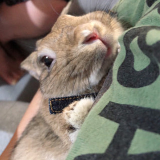 【取引決定】ミックスうさぎ男の子🐰