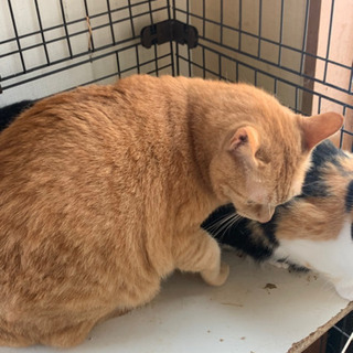 黒猫 3歳  茶トラ 4歳 - 守山市