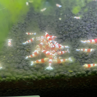 ただいま休止中【全国配送対応◎】レッドビーシュリンプ🦐の画像