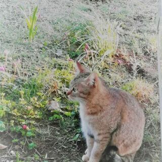 猫の餌、トイレの砂等