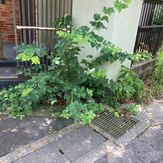 草刈り　やり切りで5000円の画像