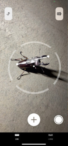 ミヤマクワガタ　天然　生きています