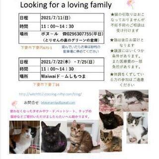 保護猫譲渡会:ボヌール7-11