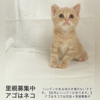 マンチカン　　子猫　●●●本文をよくご覧下さいませ。 ●●●　ア...