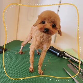 新しいご家族が決まりました。ありがとうございました🍀