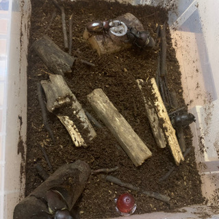 国産カブトムシ　オスメスペア　の画像