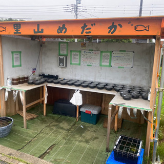 メダカ＆タマミジンコ　里山公園前のめだか無人販売所　7/8