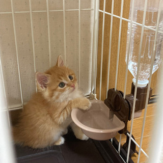 【トライアル延長中】保護猫　男の子