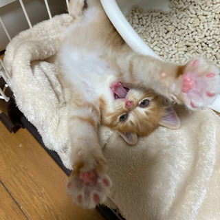 【トライアル延長中】保護猫　男の子 - 館林市