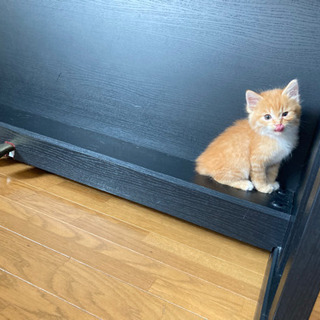 【トライアル延長中】保護猫　男の子 - 猫