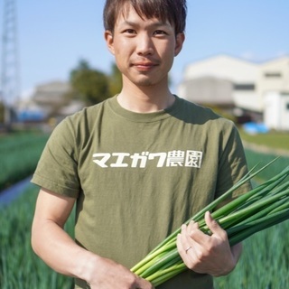 九条ネギの収穫作業