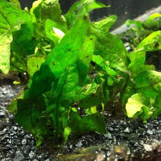 【水草お分けします】ミクロソリウム・プテロプス数株