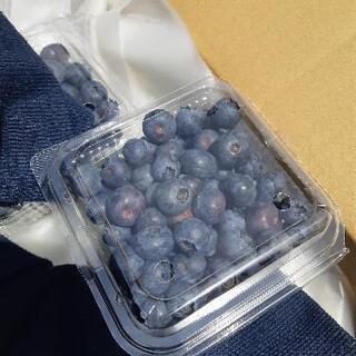 取れたてブルーベリー！