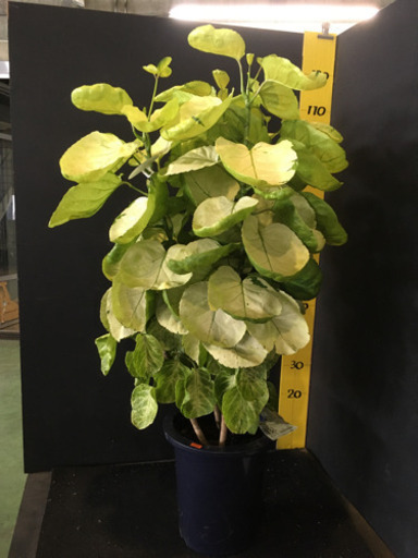 観葉植物　ポリシャス　スーパームーン