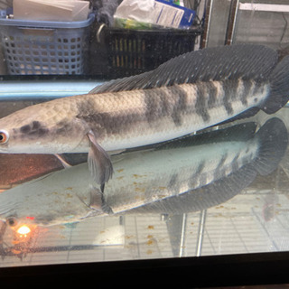 (岐阜)ロイヤルトーマン35〜40cm