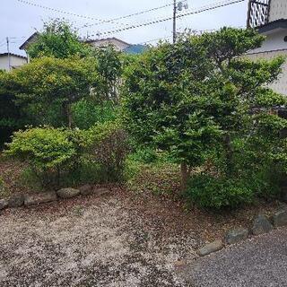 植木・庭木・もらってください。7月12日まで