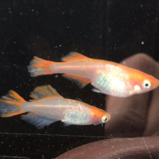 【元気めだ係CO.】富士牡丹メダカ　☆卵購入より確実なリーズナブル稚魚　体長約１cm10匹　☆頭部に赤色が集中していてオシャレなメダカですの画像