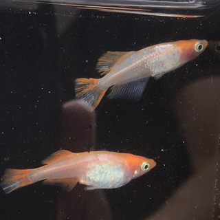 【元気めだ係CO.】富士牡丹メダカ　☆卵購入より確実なリーズナブル稚魚　体長約１cm10匹　☆頭部に赤色が集中していてオシャレなメダカですの画像