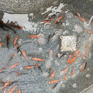 【引取限定】錦鯉稚魚４〜６センチ　１００円