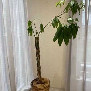 植木　無料　パキラ約165cmの画像